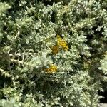 Helichrysum cymosum