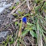 Gentiana sierrae Flower