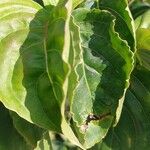 Cornus kousa Leaf