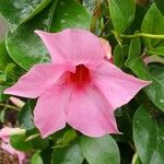 Mandevilla sanderi 其他
