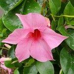 Mandevilla sanderi Altro