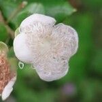 Luma apiculata Floare