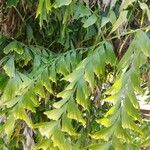 Caryota obtusa Hoja