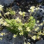 Saxifraga exarata Hábito