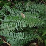 Hymenasplenium unilaterale Leaf