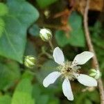 Rubus hispidus Floare