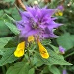 Melampyrum subalpinum Квітка