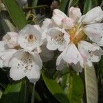 Rhododendron uvariifolium Flor
