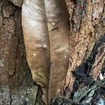 Lophira alata Leaf