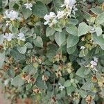 Barleria albostellata Pokrój