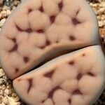 Lithops karasmontana Leaf