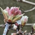 Viburnum × bodnantense Kwiat