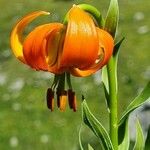 Lilium carniolicum Bloem