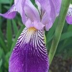 Iris versicolor Fiore