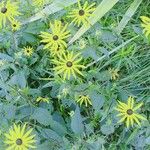 Rudbeckia fulgida Flower