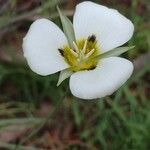 Calochortus leichtlinii Virág