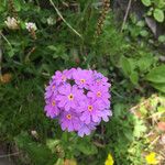 Primula farinosa Cvet