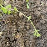 Cruciata pedemontana Çiçek