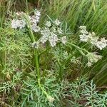 Peucedanum palustre 花