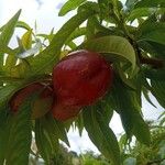 Prunus persica Fruct