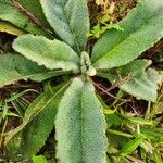 Verbascum phlomoides 葉