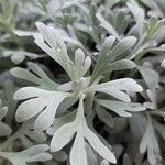Artemisia stelleriana Leaf