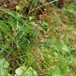 Neottia cordata Habit