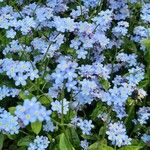 Myosotis alpestrisFlor