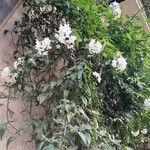 Solanum laxum Alkat (teljes növény)