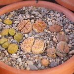 Lithops karasmontana Leaf