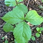 Rubus saxatilis Лист