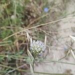 Lomelosia stellata Flower