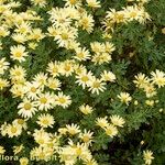 Argyranthemum maderense Habitatea