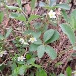 Fragaria virginiana Fruit