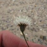 Chaenactis carphoclinia Flower