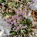 Limonium narbonense Hàbitat