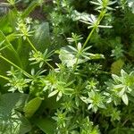 Galium maritimum Leaf