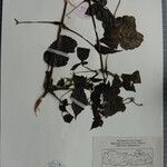 Clematis connata Otro