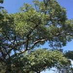 Burkea africana Habit