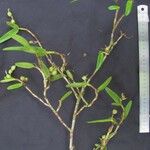 Epidendrum paraguastigma Otro