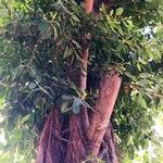 Ficus altissima Habitat