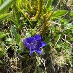 Gentiana alpinaKvět