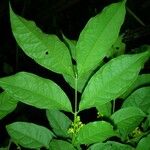 Bunchosia polystachia Leaf