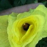 Gossypium herbaceum Flor