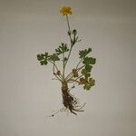 Ranunculus bulbosus Lorea