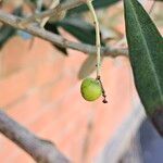 Olea europaea Fruit