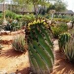 Ferocactus herrerae Corteccia