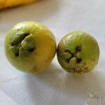 Psidium cattleyanum Fruit