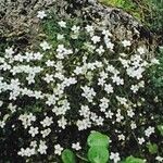 Arenaria balearica Hábito