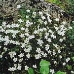 Arenaria balearica Habit